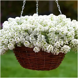 smagliczka-nadmorska-biala-wyjatkowa-na-balkon-nasiona-05-g