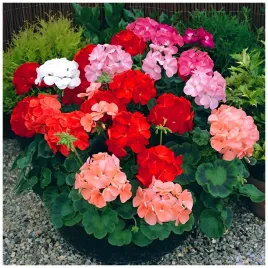 pelargonia-rabatowa-mix-kolorow-nasiona-01-g