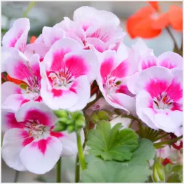 pelargonia-rabatowa-cesarska-rozowa-nasiona-005-g