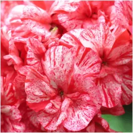 pelargonia-rabatowa-divas-raspberry-ripple-nasiona-004-g