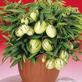 pepino-soczysty-owoc-smak-melona-i-mango-nasiona-001-g