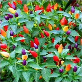 papryka-ozdobna-chilli-mix-doniczkowa-mini-ostra-nasiona-05-g