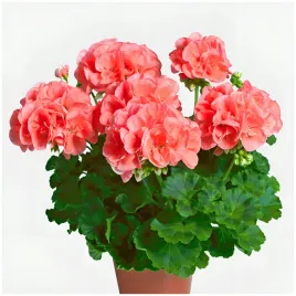 pelargonia-rabatowa-gama-f1-lososiowa-nasiona-005-g