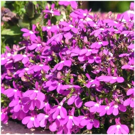 lobelia-czerwono-rozowa-dlugo-kwitnie-miododajna-nasiona-01-g