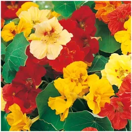 nasturcja-wieksza-mix-kolorow-jadalne-kwiaty-nasiona-5-g