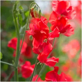 groszek-pachnacy-kenneth-czerwony-pnacze-nasiona-3-g