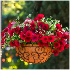 petunia-ogrodowa-wielkokwiatowa-czesciowo-zwisajaca-czerwona-nasiona-001g