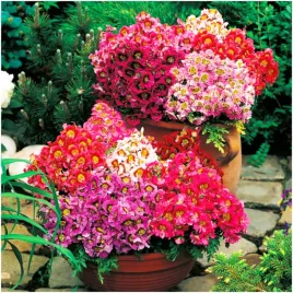 motylek-nasiona-barwna-rabata-cudo-najpiekniejszy-kwiat-nasiona-05-g