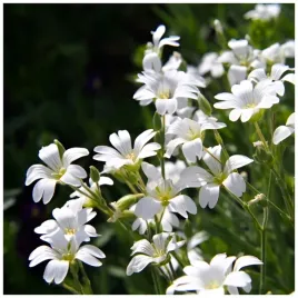 rogownica-kutnerowata-biala-nasiona-idealna-na-byliny-caloroczna