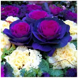 kapusta-ozdobna-brassica-oleracea-mix-dekoracja-twojego-domu-nasiona-05-g