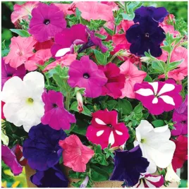 petunia-zwisajaca-na-balkon-rabaty-mieszanka-mix-kolorow-nasiona-03-g