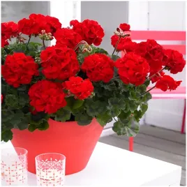 pelargonia-rabatowa-intensywnie-czerwona-nasiona-005-g