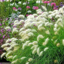 rozplenica-kosmata-idealna-na-suche-bukiety-nasiona-12-szt