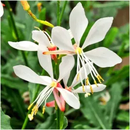 gaura-biala-kwiatek-lindheimera-nasiona-05-g