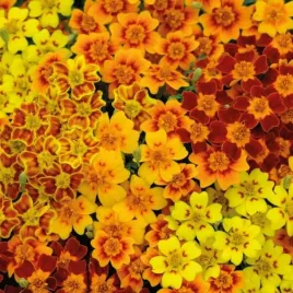 aksamitka-waskolistna-mix-nasiona-03-g