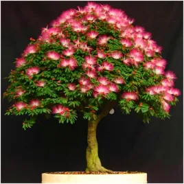 mimoza-wstydliwa-czulek-wstydliwy-wielokwiecista-nasiona-02-g