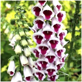 naparstnica-purpurowa-elsie-kelsey-biala-miododajna-nasiona-010-g