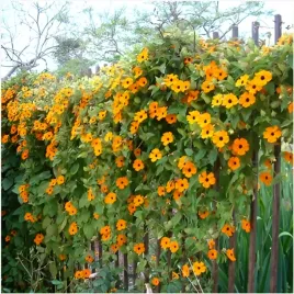 tunbergia-black-eye-thunbergia-alata-pomaranczowe-pnacze-nasiona-05-g