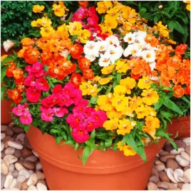 nemezja-nemesia-powabna-mix-kolorow-intensywne-barwy-nasiona-03-g