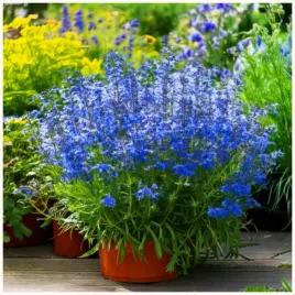 lobelia-stroiczka-idealna-do-rabat-donic-balkonow-niebieska-nasiona-01-g