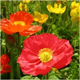 mak-syberyjski-mieszanka-kolorow-do-ogrodkow-skalnych-nasiona-03-g