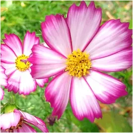 onetek-kosmos-picotee-rozowy-bialy-nasiona-05-g