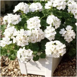 pelargonia-rabatowa-cesarska-biala-nasiona-005g