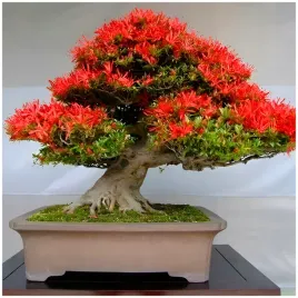 plomien-afryki-delonix-regia-nasiona-najpiekniejsze-drzewo-swiata-bonsai