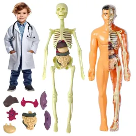 cialo-czlowieka-model-anatomiczny-narzady-czlowiek-zabawki-edukacyjne-6