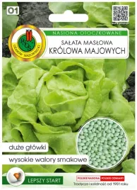 salata-maslowa-glowiasta-krolowa-majow-nasiona-pnos