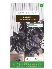 bazylia-czerwonolistna-ocimum-basilicum-nasiona-ziol-w-legutko