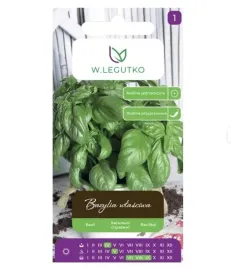 bazylia-wlasciwa-nasiona-w-legutko