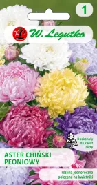 aster-chinski-peoniowy-mix-nasiona-tradycyjne-w-legutko