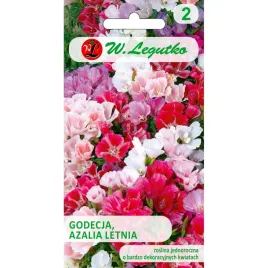 godecja-azalia-letnia-mieszanka-nasiona-tradycyjne-w-legutko