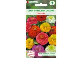 cynia-wytworna-daliowa-nasiona-tradycyjne-w-legutko
