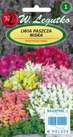 lwia-paszcza-niska-wyzylin-nasiona-tradycyjne-w-legutko
