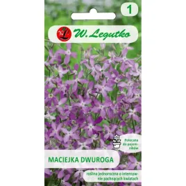 maciejka-dwuroga-matthiola-bicornis-nasiona-kwiatow-w-legutko