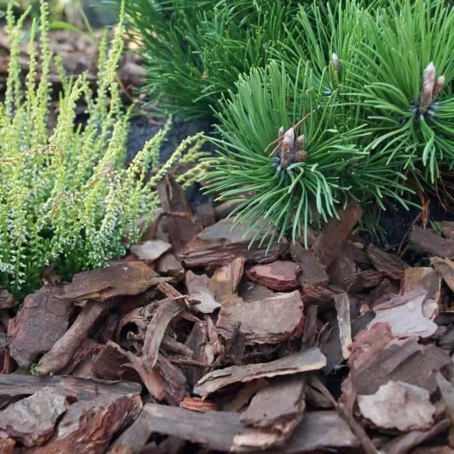 kora-sosnowa-80l-sobex