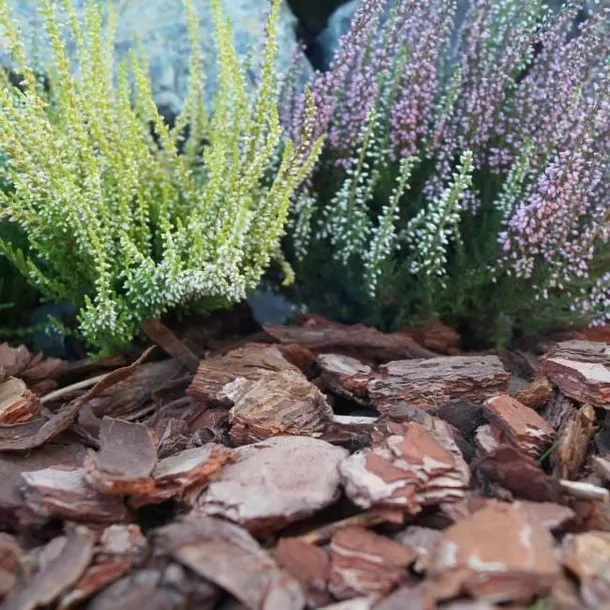 kora-sosnowa-80l-sobex-pojemnosc-1-l