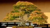 podloze-do-bonsai-5l-compo-sana-stan-nowy