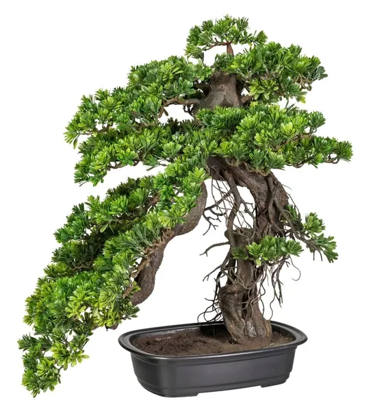 nawoz-do-bonsai-250ml-florovit-forma-plyn