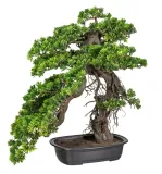nawoz-do-bonsai-250ml-florovit-forma-plyn
