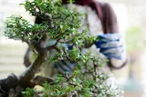 nawoz-do-bonsai-250ml-florovit-waga-0-25-kg