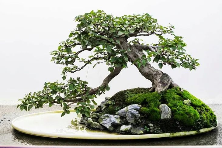 nawoz-do-bonsai-250ml-florovit-rodzaj-nawozu-wieloskladnikowy