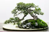 nawoz-do-bonsai-250ml-florovit-rodzaj-nawozu-wieloskladnikowy