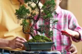 nawoz-do-bonsai-250ml-florovit-zastosowanie-do-roslin-iglastych-do-roslin-lisciastych
