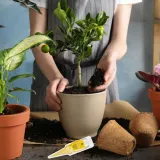 nawoz-do-cytrusow-30ml-compo-stan-nowy