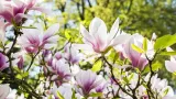nawoz-do-magnolii-1kg-target-forma-granulat