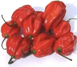 papryka-ostra-habanero-czerwona-75g