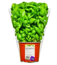 bazylia-duza-1-sztuka-plant-love